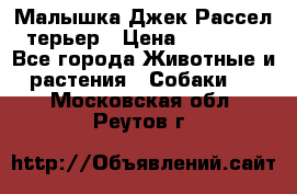 Малышка Джек Рассел терьер › Цена ­ 40 000 - Все города Животные и растения » Собаки   . Московская обл.,Реутов г.